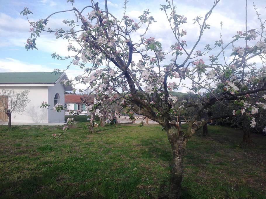 Bed and Breakfast Gli Olivi Formello Exterior foto